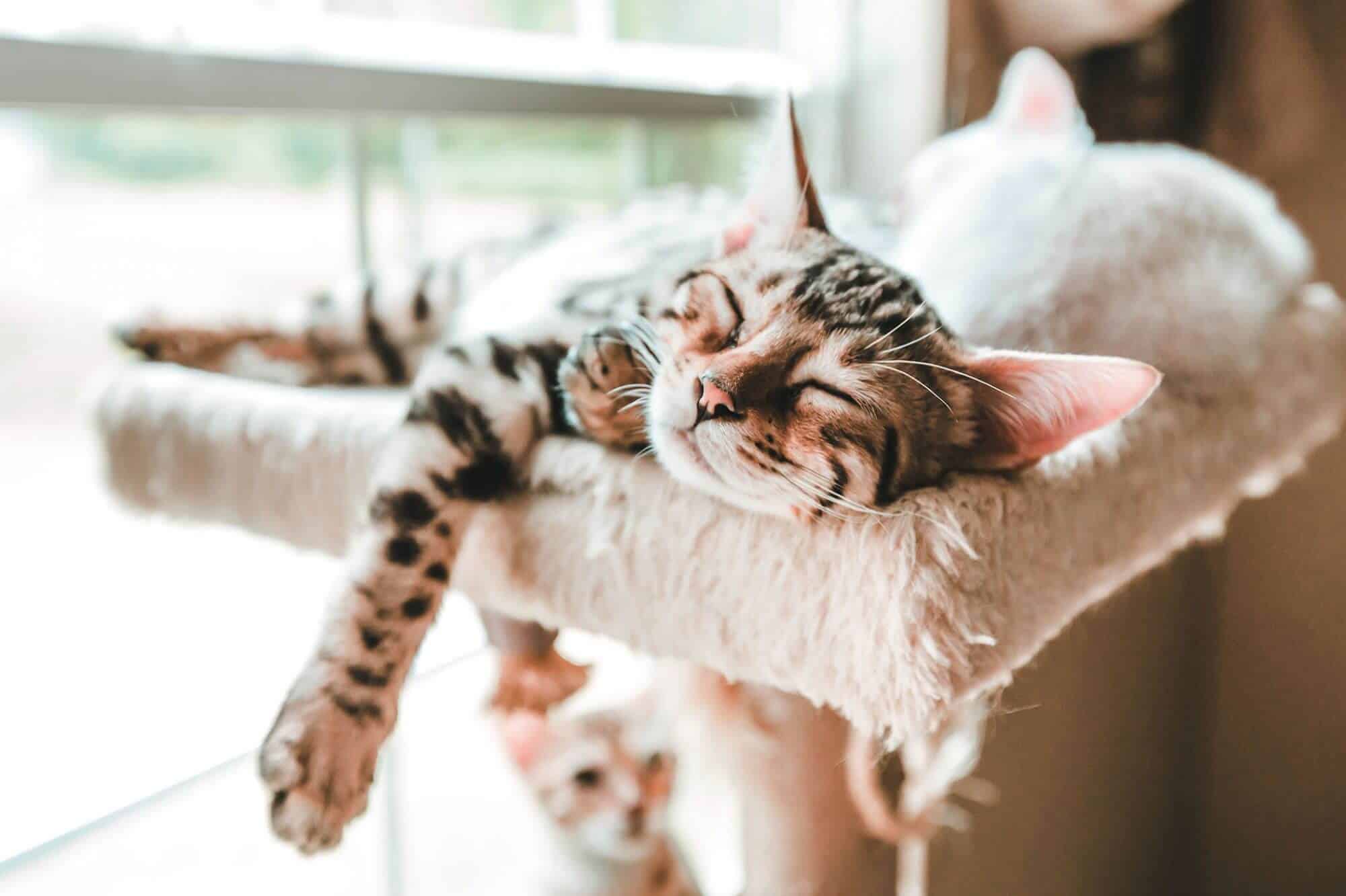 Loài mèo hoạt động tích cực về đêm