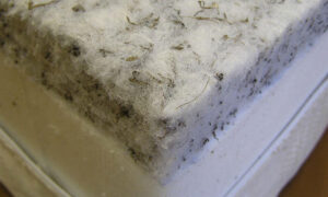 nệm bông ép hàn việt hải và tatana