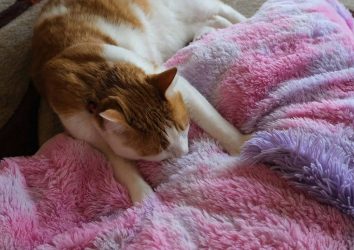 Chăn mền lông cừu: những điều bạn nên biết 1 chăn mền lông cừu