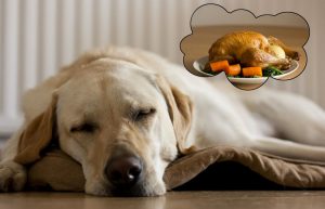 chó có thực sự mơ khi ngủ