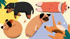 hiểu hơn về tư thế ngủ của chó