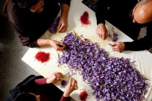 cách dùng nhuỵ hoa nghệ tây chữa mất ngủ