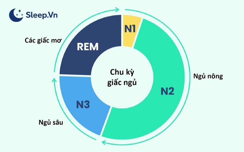 Chu kỳ giấc ngủ có bao nhiêu giai đoạn? Giải đáp chi tiết 3 Chu kỳ giấc ngủ có 4 giai đoạn