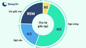 Chu kỳ giấc ngủ có bao nhiêu giai đoạn? Giải đáp chi tiết